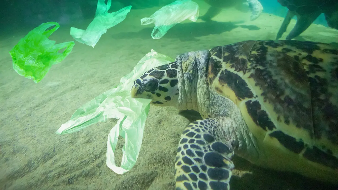 Dünya Plastik Poşet Kullanmama Günü