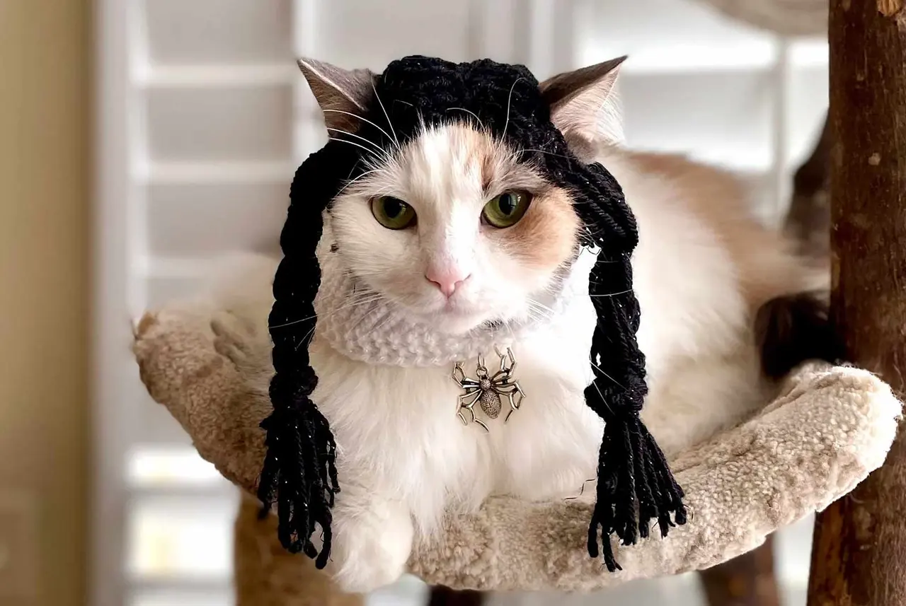 Bu Kediler Bir Harika! (Haftalık kedi dozu)